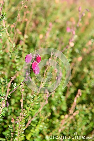 Irish Heath Daboecia cantabrica Waley’s Red, flowering Stock Photo